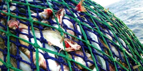 4145_gross%20fish%20in%20nets%20(color)_1_460x230.jpg